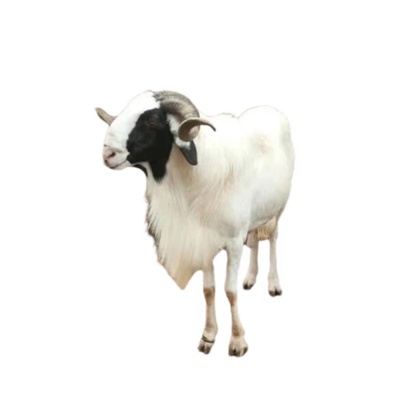 Ram